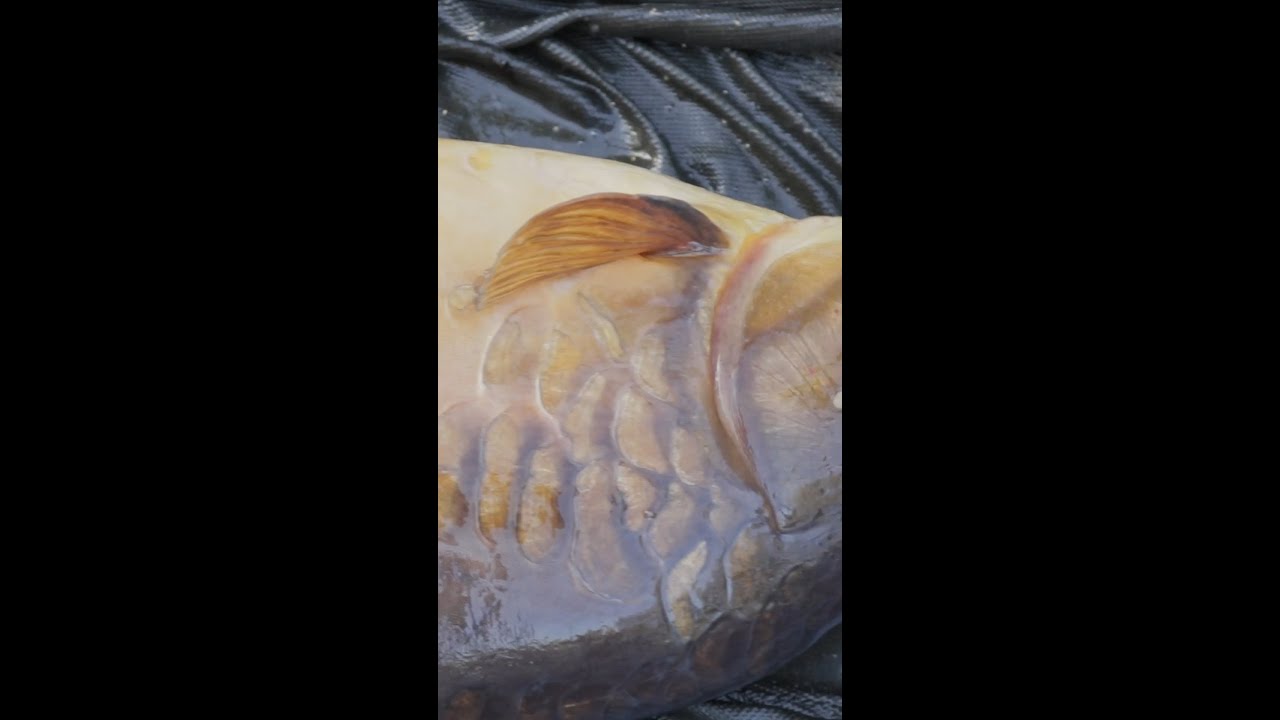 👉Locating Carp is EASY