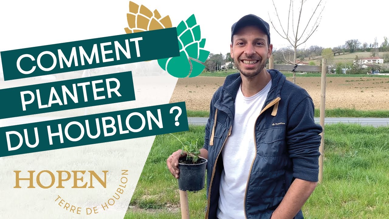 Comment planter du houblon ? 🌱
