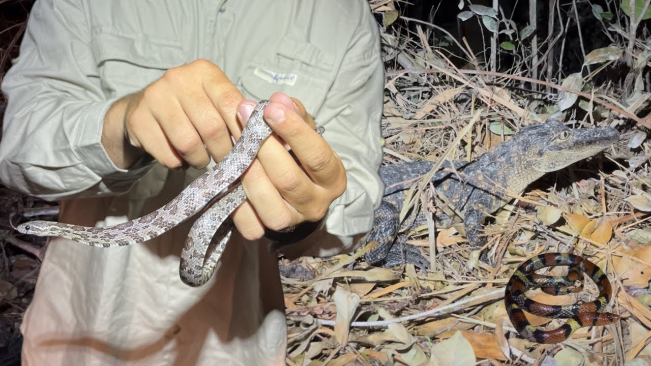 Mutated Corn Snake Found While Snake Hunting in the Everglades
