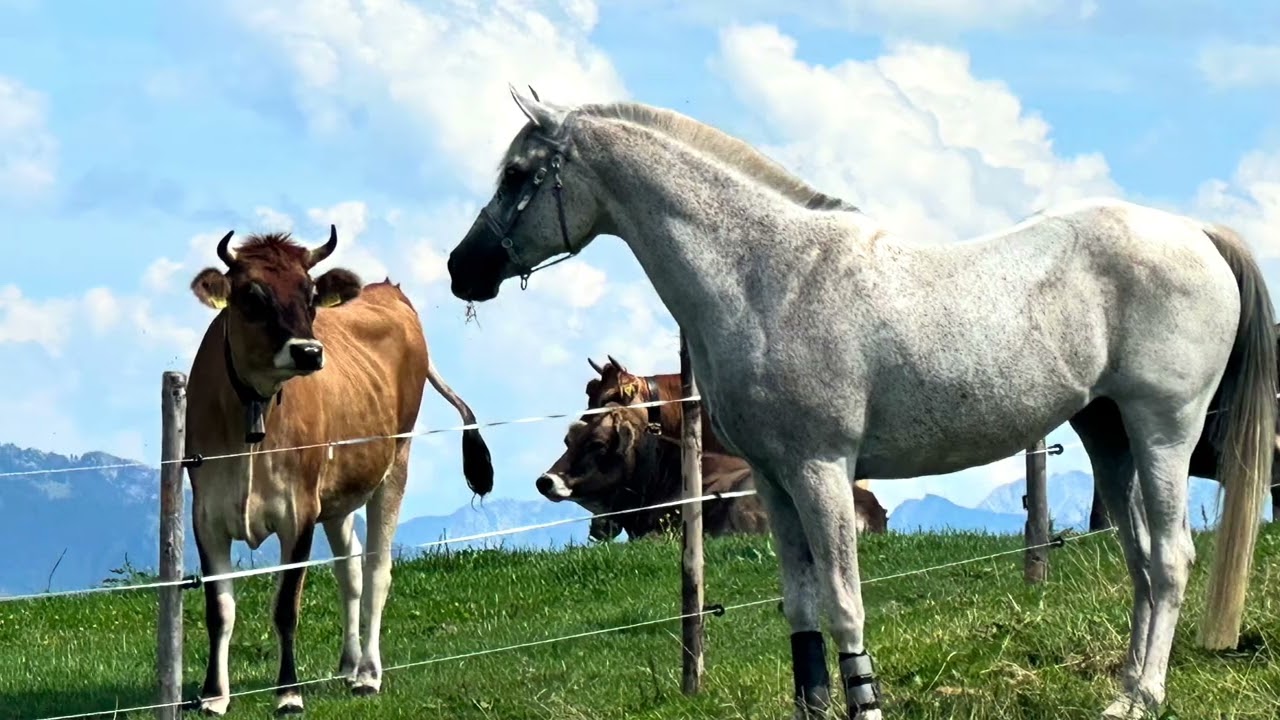 Wanderreitkurs, Alpenritt, Allgäu, Berge mit Pferd, Abenteuer mit Pferd, Bergritt
