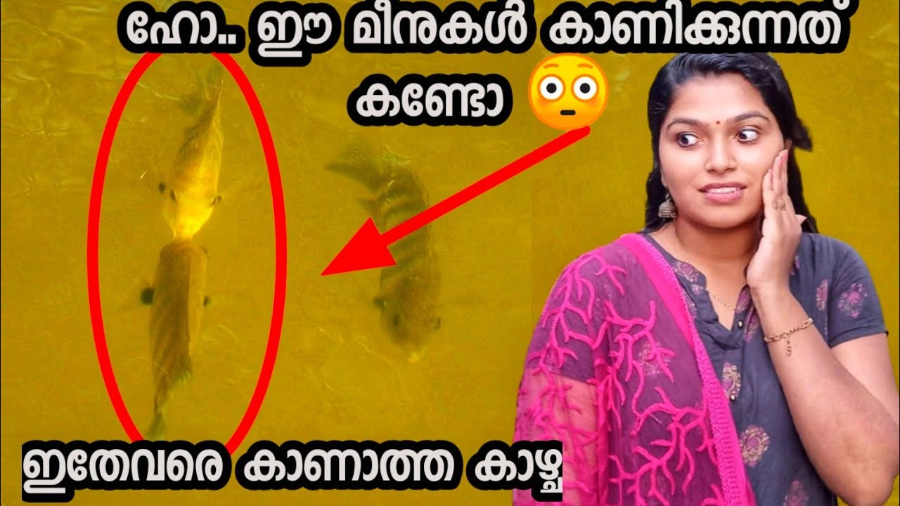 😳നമ്മുടെ breeding യൂണിറ്റ്ലെ കാണാ കാഴ്ചകൾ..... ||smeesworld||കരിമീൻ breeding.......