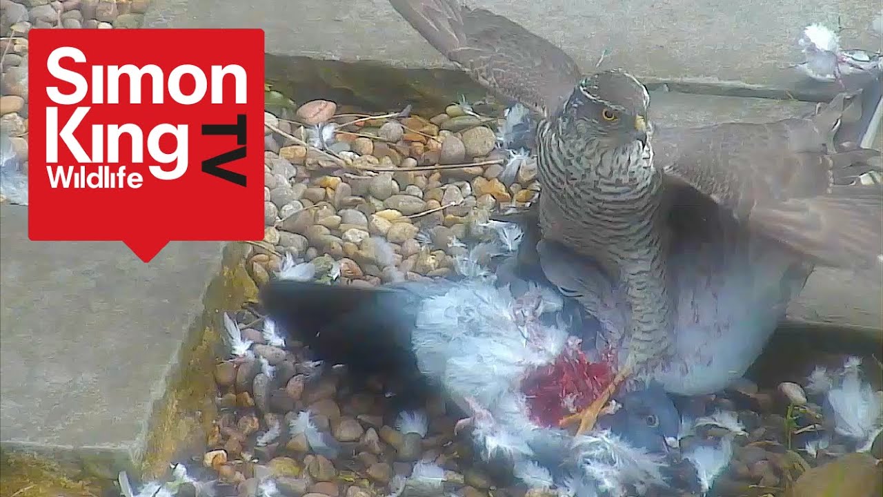 Sparrowhawk Attacks a Pigeon - Eats it Alive (High Quality)