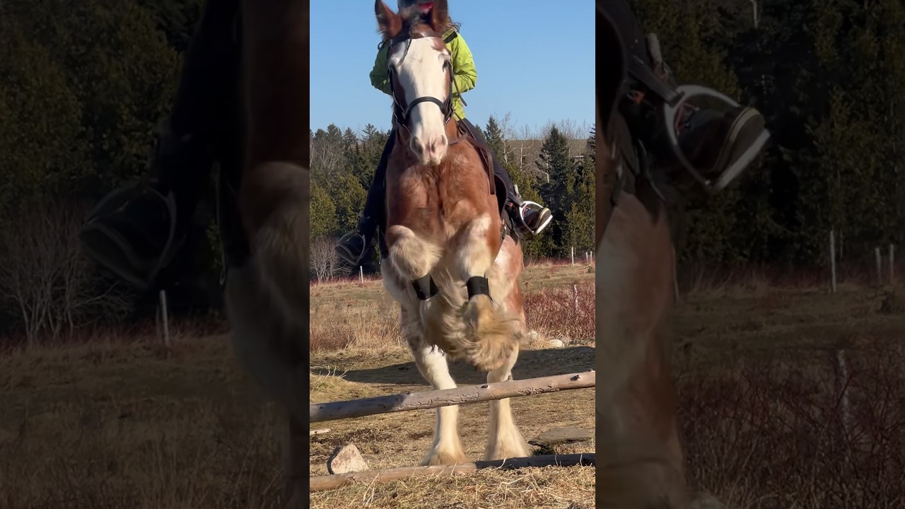 Jumping with Victoria 👒 #horselovers #clydesdale