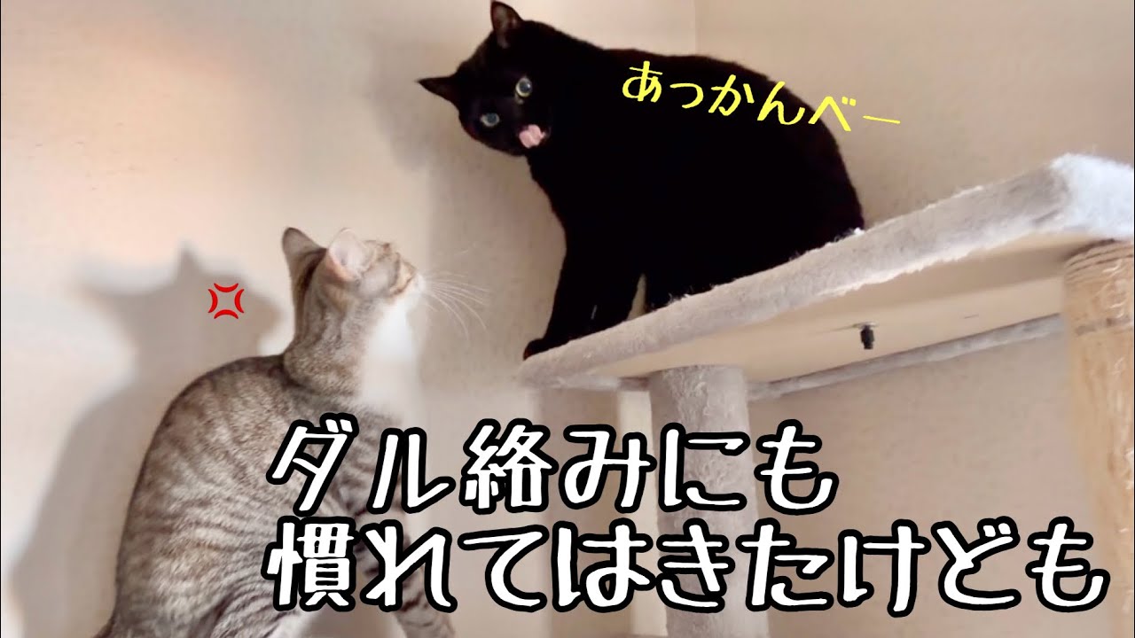 WBC並に我が家も盛り上がってるよ、約１匹がね（笑）【元野良猫・文もずちくツナ】