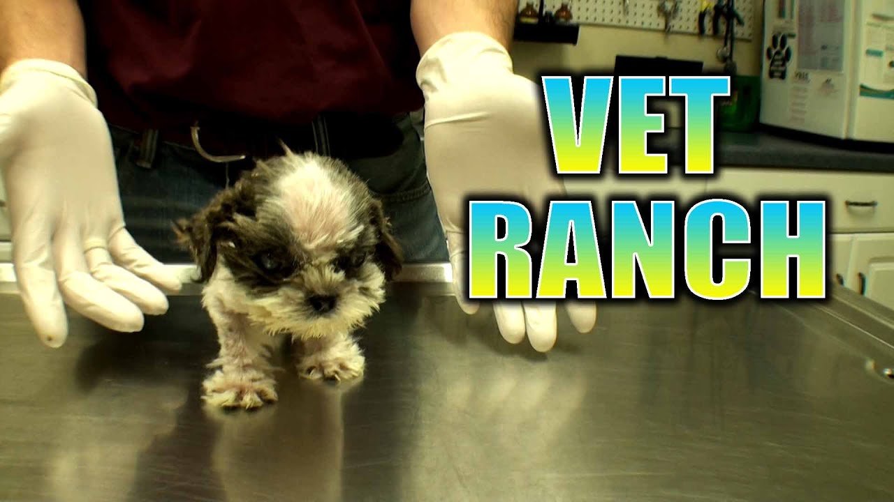 Neglected Shih Tzu Puppy