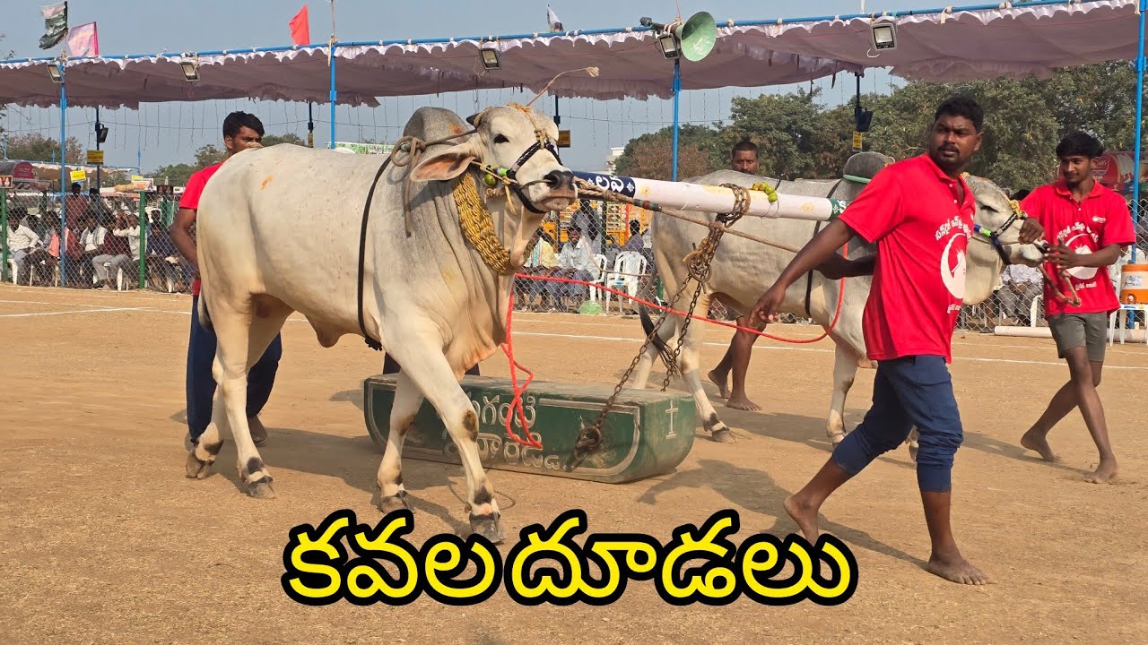 రెంటచింతల రెండుపళ్ళు.8వ జత. మాగులూరు సుబ్బారెడ్డి మెమోరియల్.. పవన్ దీపూరెడ్డి గారు 2900.3
