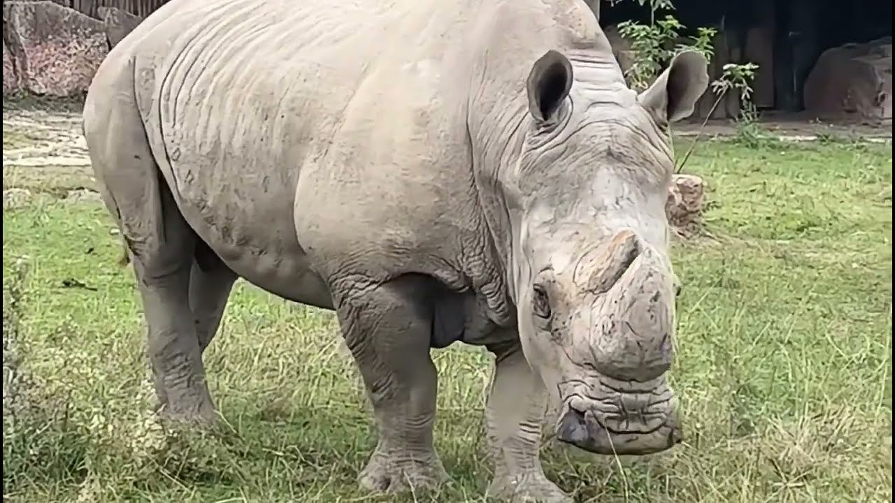 Addio a Benno, il rinoceronte 
