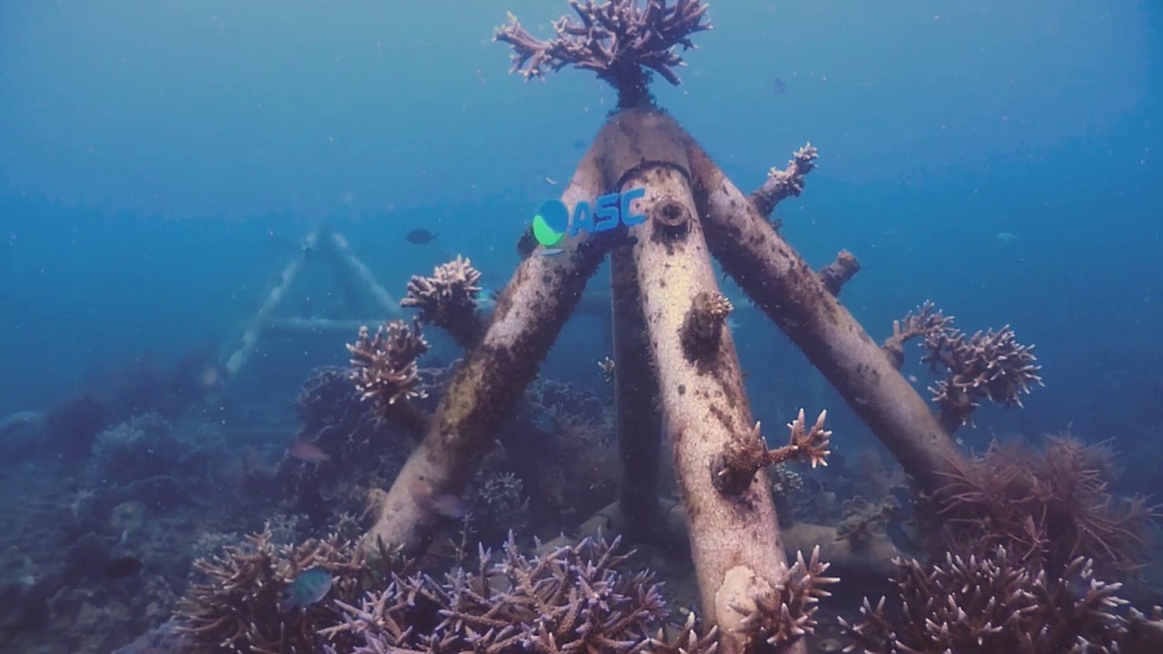 Rehabilitasi Terumbu Karang Pulau Sangiang, Banten