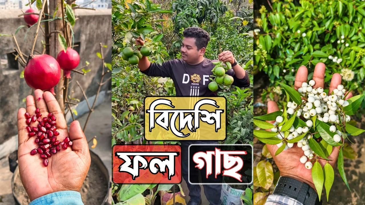 বিদেশি ফল গাছ ঢাকার হাকিকত নার্সারিতে | Fruit Tree | Gardening Bangladesh