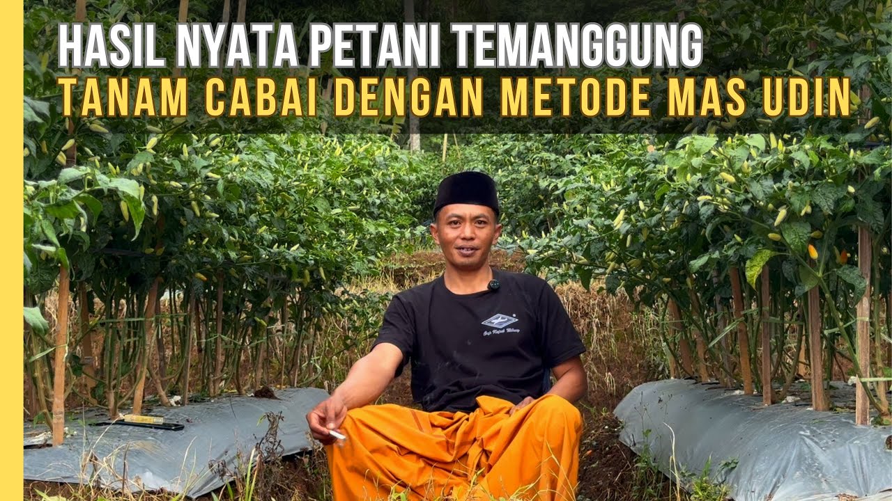 Petani Temanggung Buktikan Hasil Nyata Cabai Raja Tavi Dengan Metode Mas Udin