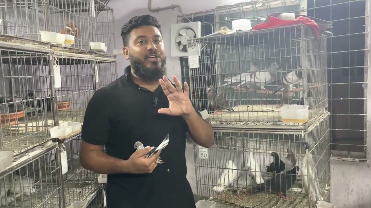 চলেন আমার পুরা খামার পরিদর্শন করি || Dream pigeon loft