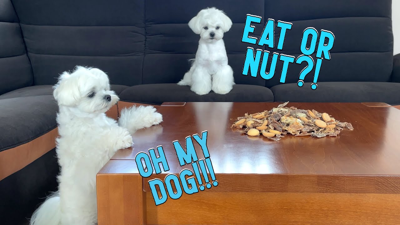 LEAVING MY DOGS ALONE WITH ALL THEIR TREATS AND SNACKS 🤣 HILARIOUS REACTION