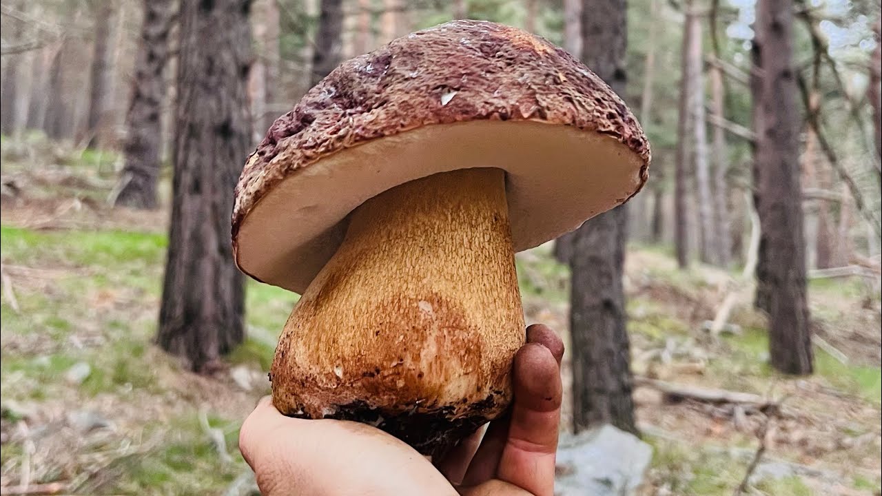 BOLETUS PINICOLA,CONTIN&Uacute;A LA BROTADA!! (4K) 21/06/2023
