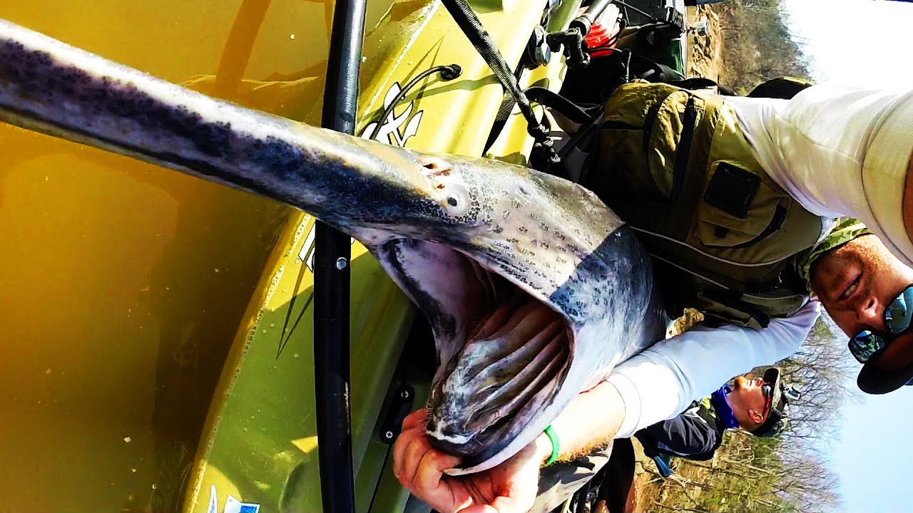 Kayak Fishing: HUGE Prehistoric Paddlefish | Field Trips with Robert Field