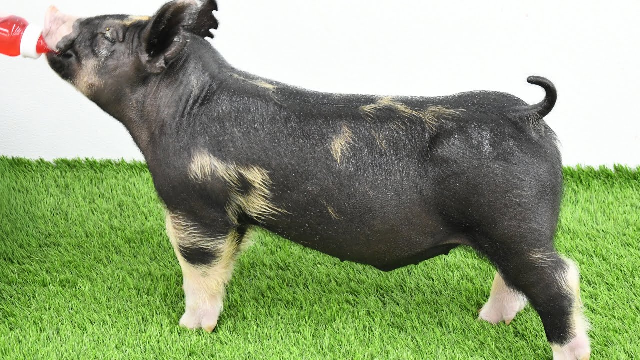 Lane Spring 2026: 5-4 Berkshire Barrow