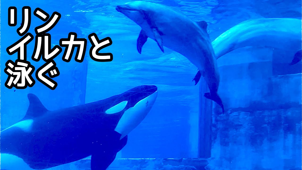 アースが亡くなった後、リンはイルカと泳いでいます【名古屋港水族館】Orca Bottlenosedolphin Port of Nagoya Public Aquarium 