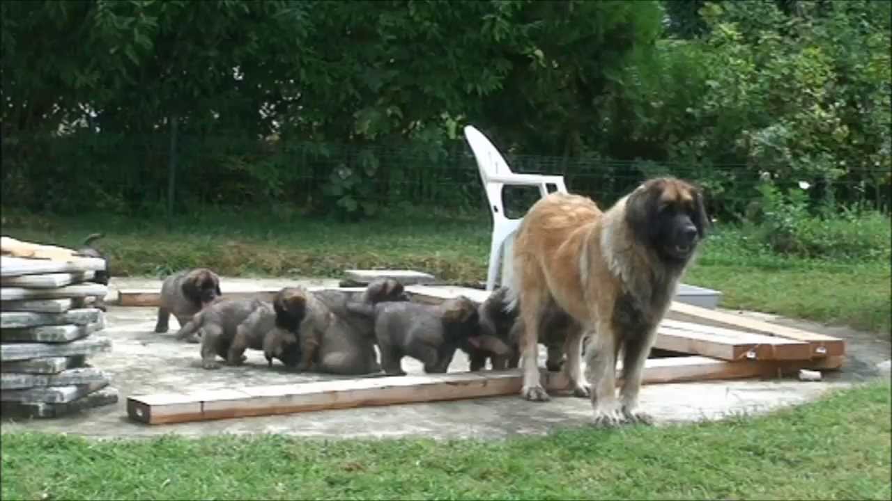 40 jours les bébés léonberg MPG