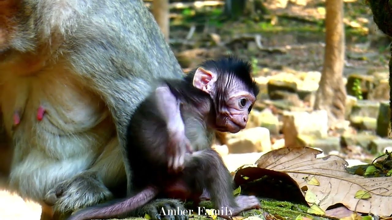 Lovely baby monkey happily plays and explores all over its mother