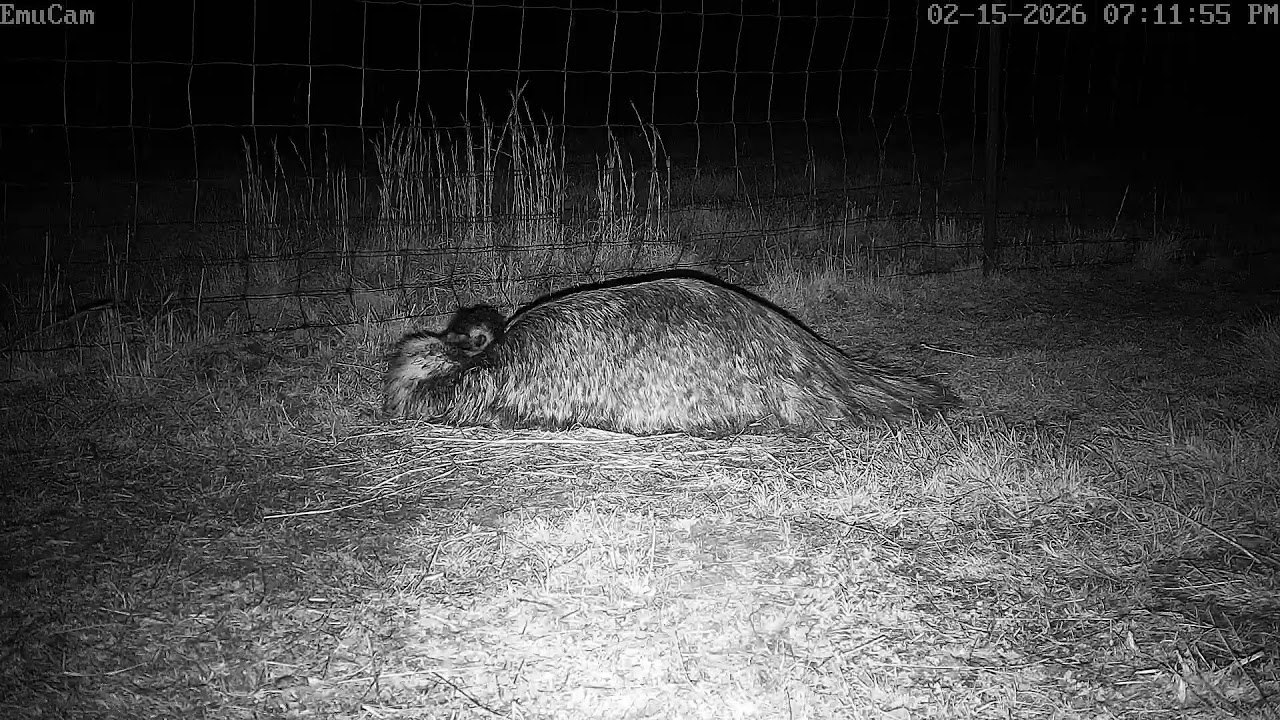 🔴 Live - Emu sitting on 7 eggs - EmuCam