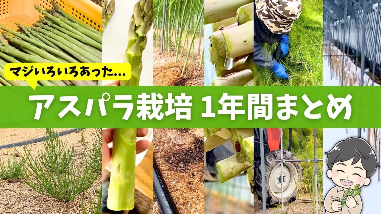 【アスパラ栽培まとめ】2月〜12月の成長・収穫・立茎・自然の怖さをまとめてみた。