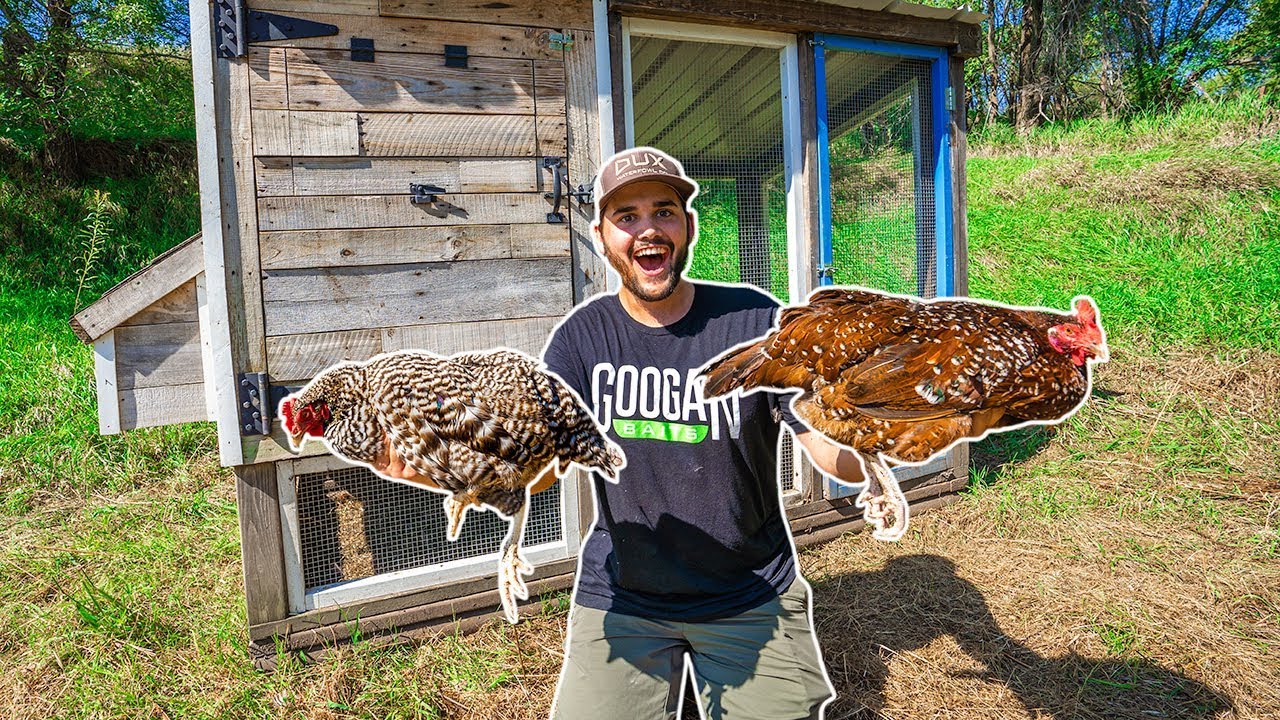 I Bought CHICKENS for My BACKYARD FARM!!! (Facebook Marketplace)