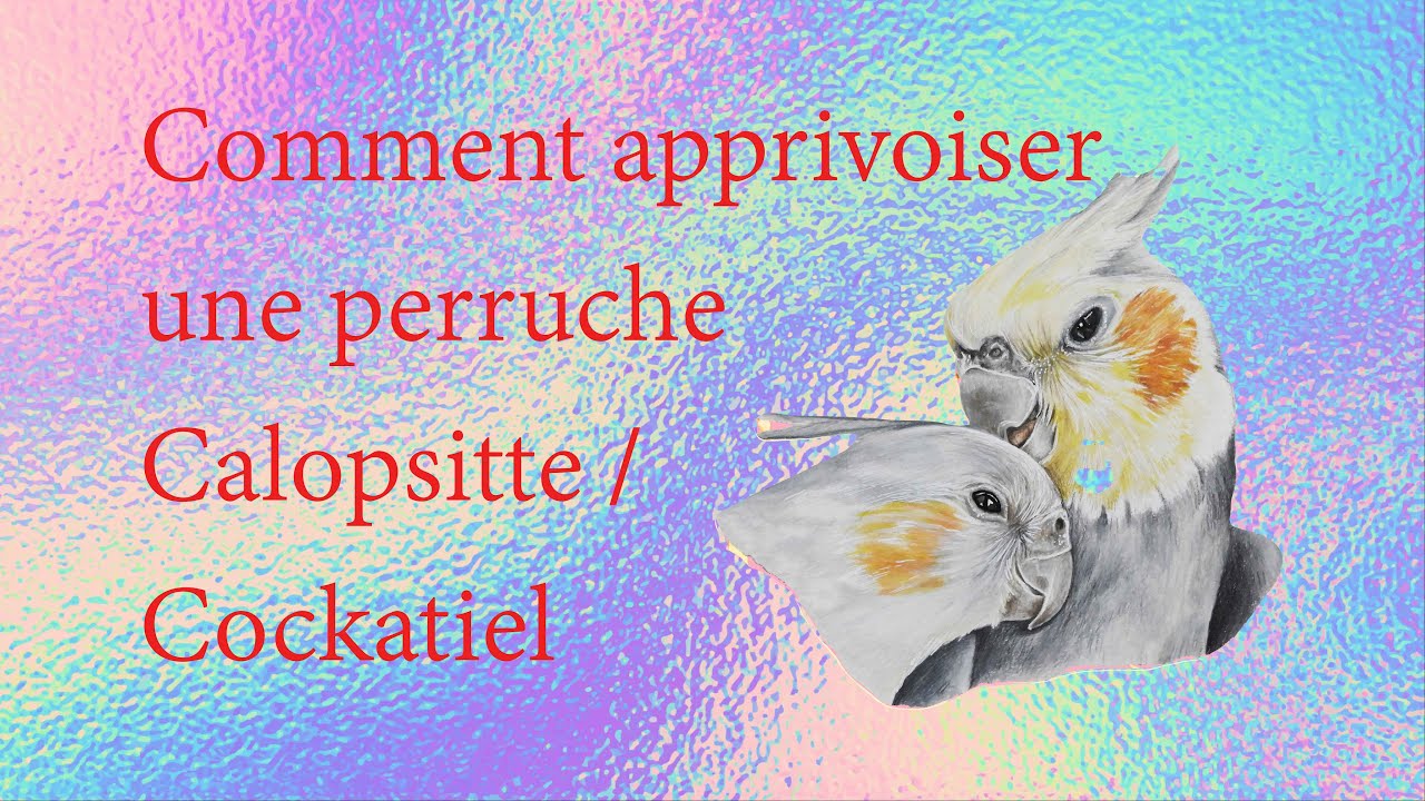 Comment apprivoiser une calopsitte (partie 1) - How to Tame a Cockatiel (part 1)
