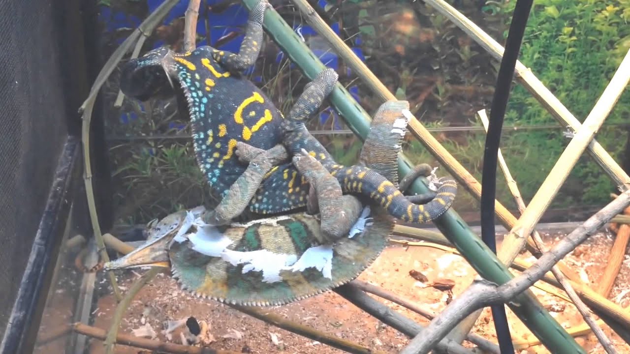 エボシカメレオン 交尾 長編【yokkach】　繁殖