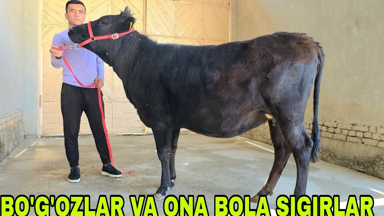  Diyorbek ukamizdan yangi partiya bo‘g‘ozlar va ona bola sigirlar 20-mart, 2026