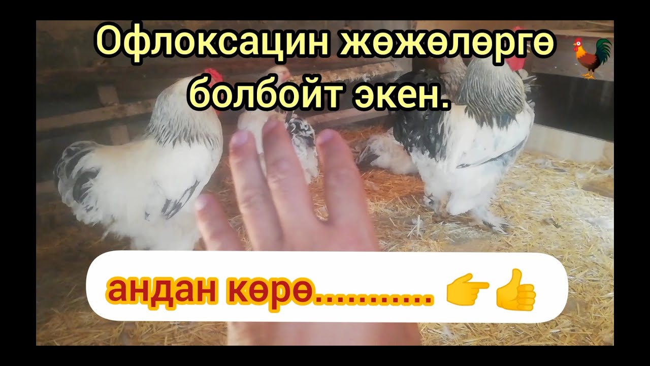 Жөжөлөр оңой менен айыкпай койгондо, башка чара колдондум!