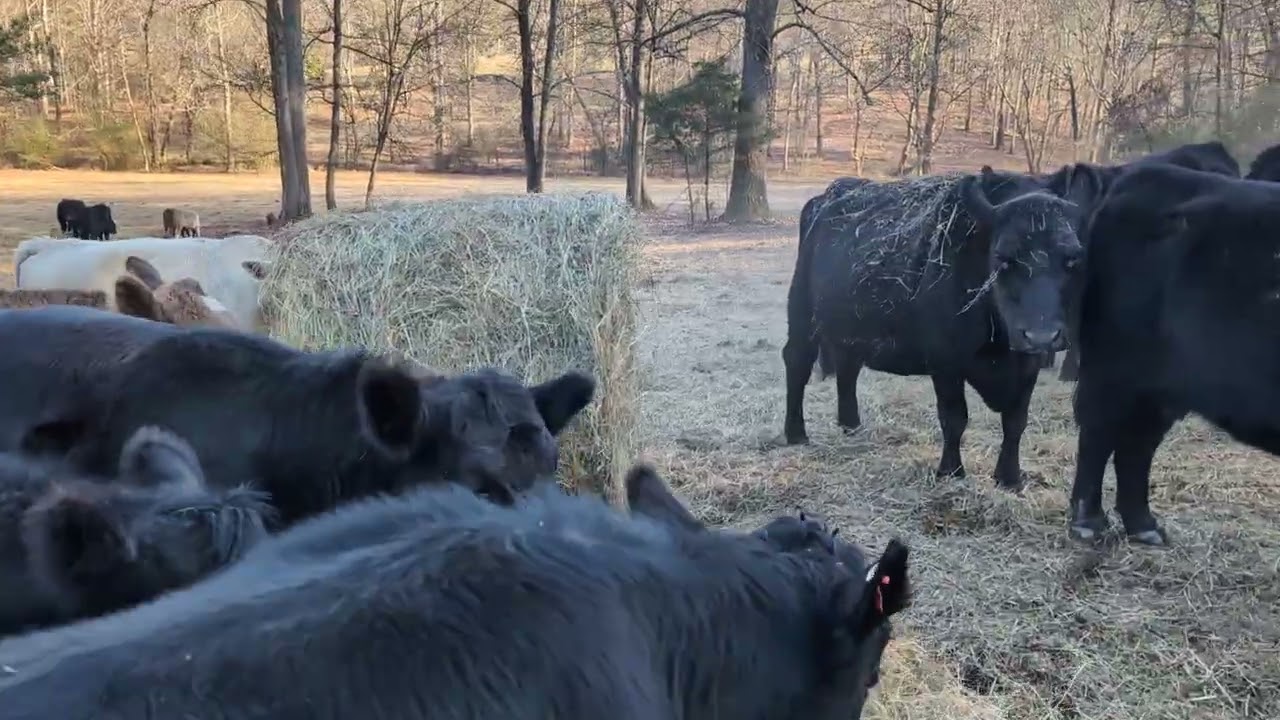 Chestnut Flats Beef and Homestead 