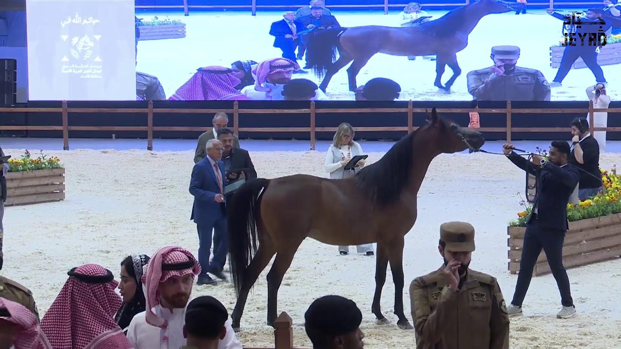 مهرجان الشرقية لجمال الخيل العربية الأصيلة - 2026 اليوم الثالث