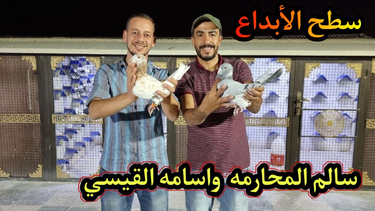 سطح الابداع والمميز للطيور وحمام الكش بكل اشكالها وانواعها