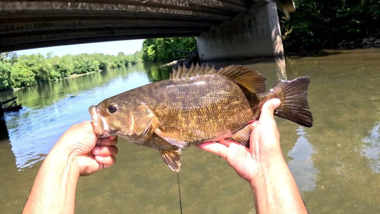 Explosive Smallmouth Bass Strikes on the Whopper Plopper 130!