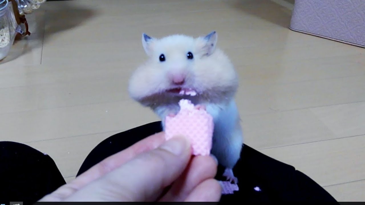 ウエハースに口の水分持ってかれたハムスター！おもしろ可愛いハムスターFunny Hamsters noticed that wafers robbed moisture in the mouth