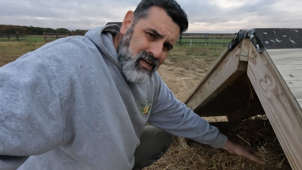 Putting Straw in the Pigs Shelter