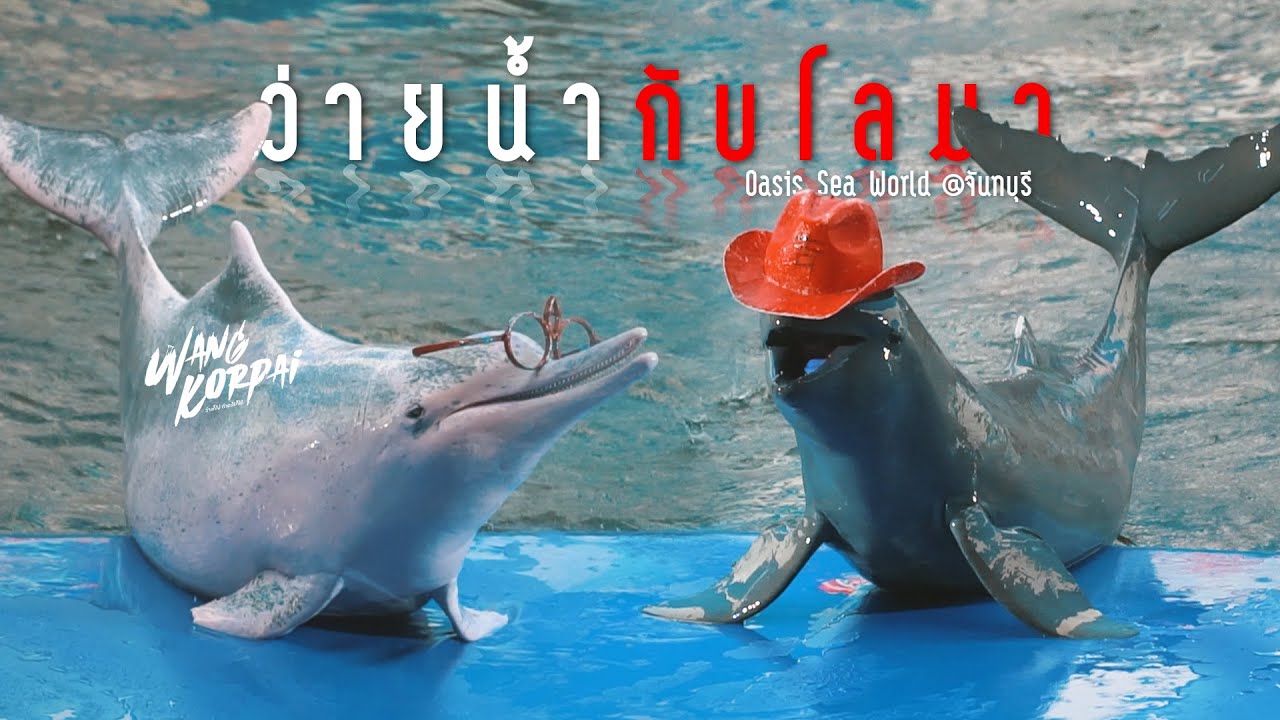 ว่ายน้ำกับโลมา @ Oasis Sea World จันทบุรี  | Wangkorpai
