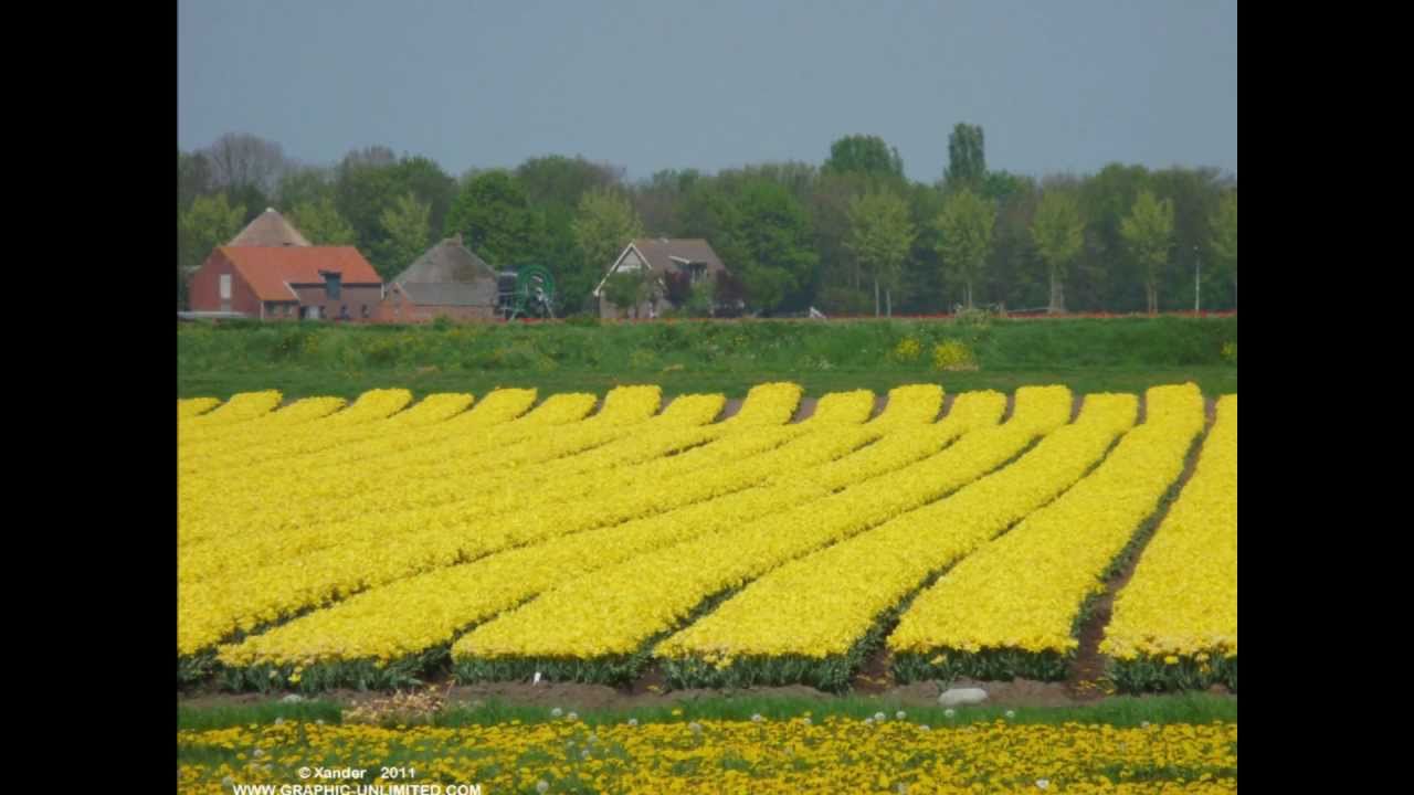 Dutch Flower Fields   Full-HD