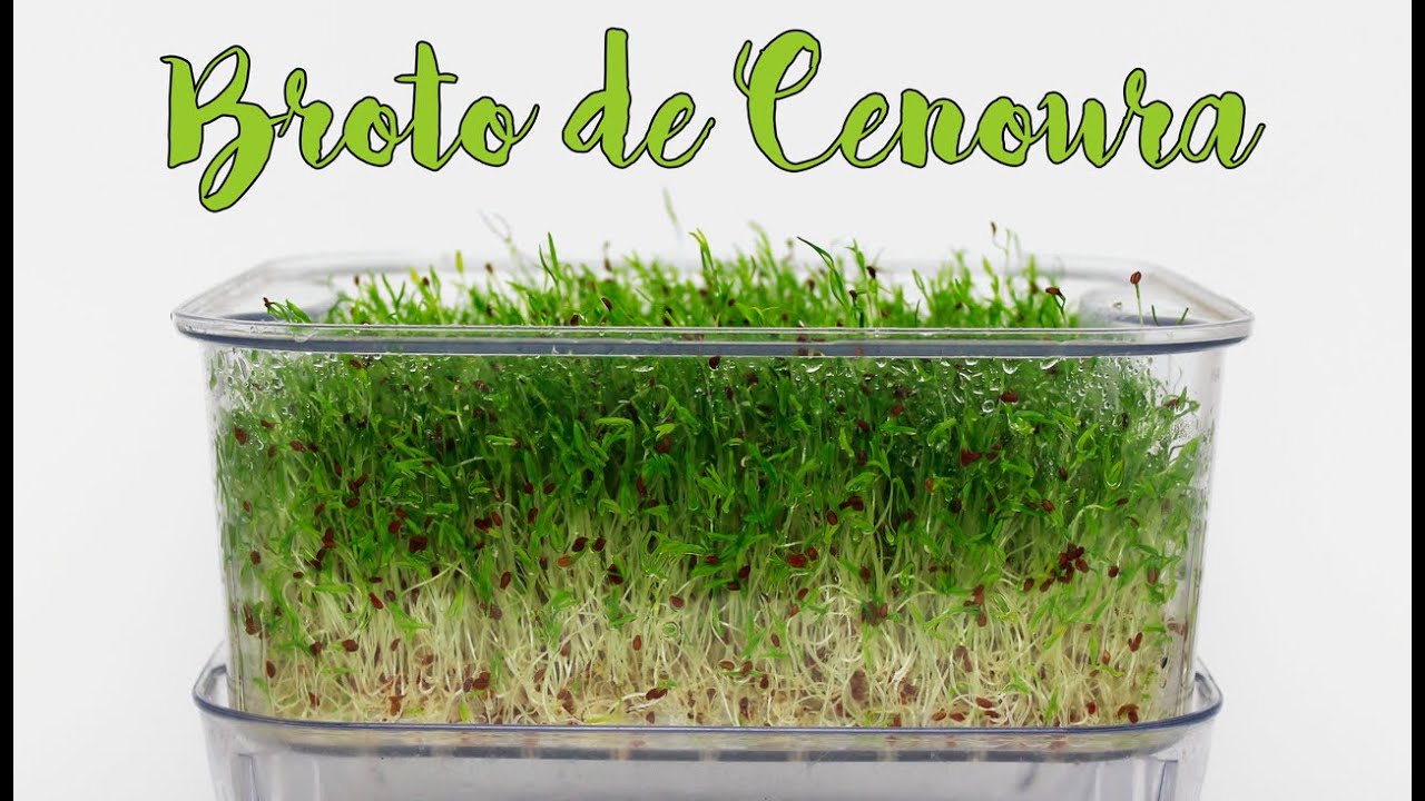 Como Fazer Broto de Cenoura