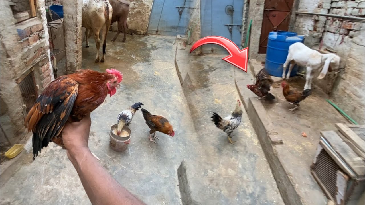 Chhota daku darkar bhag Gaya 😱