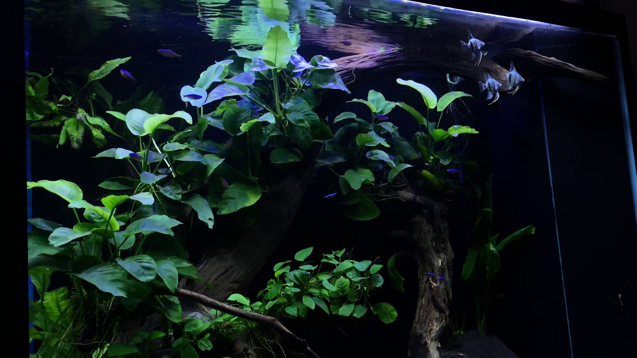 Planted Aquarium | Anubias Tank | 80 gallons | low tech