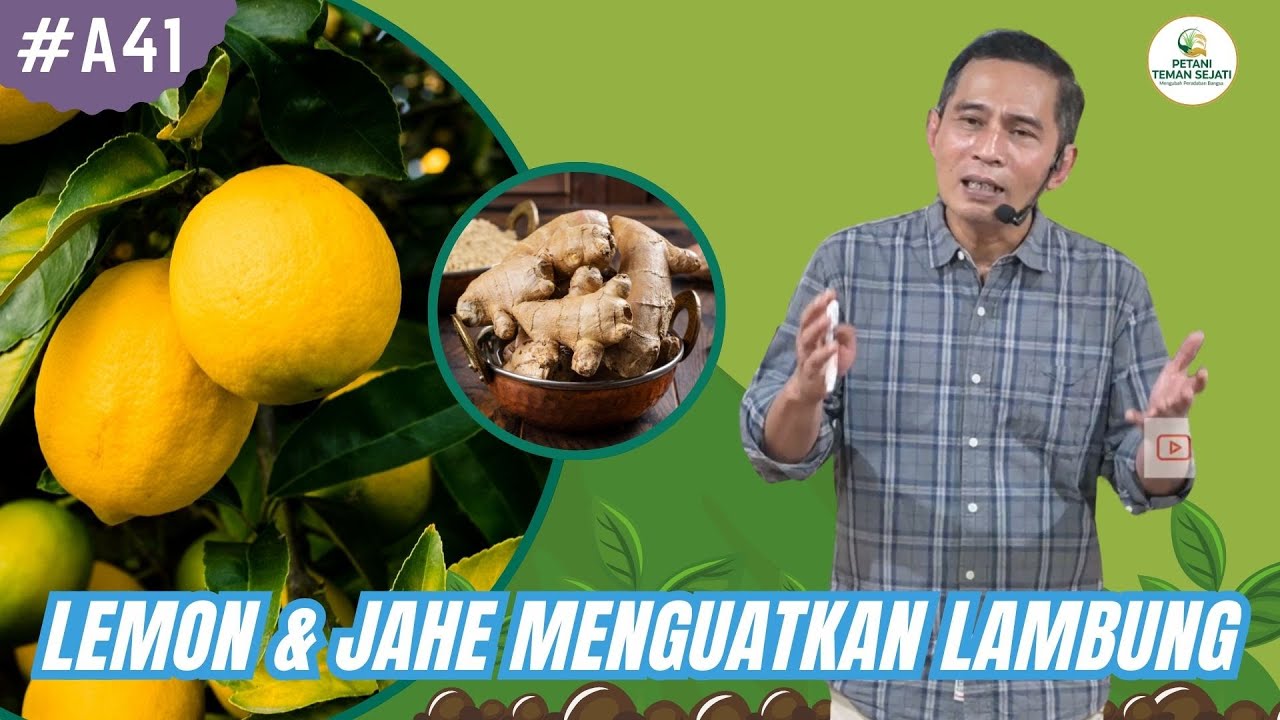 Manfaat Lemon dan Jahe Untuk Menguatkan Lambung