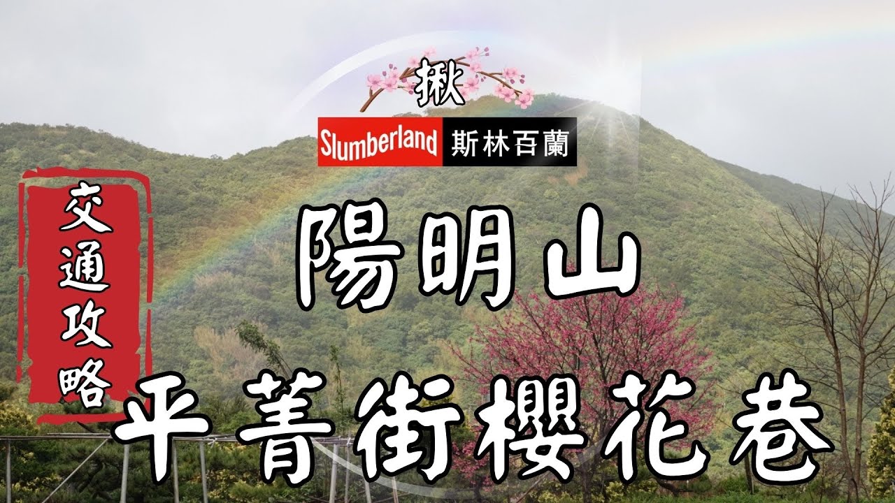 賞櫻攻略｜陽明山平菁街42巷賞櫻必看全攻略  教你如何住宿、搭公車 2026年櫻花現況搶先看 #陽明山  #旅行 #櫻花 #平菁街 #公車 #銀髮族 