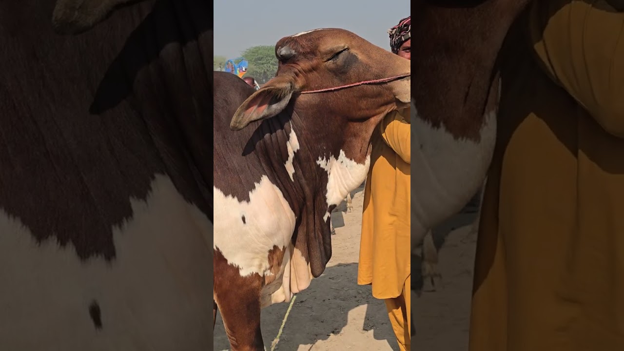 جمعرات منڈی 5 مارچ 15 رمضان المبارک بچھڑا منڈی ڈگ گئی 😭 🤣 bachada Mandi Dera Ghazi Khan rul Gaya 