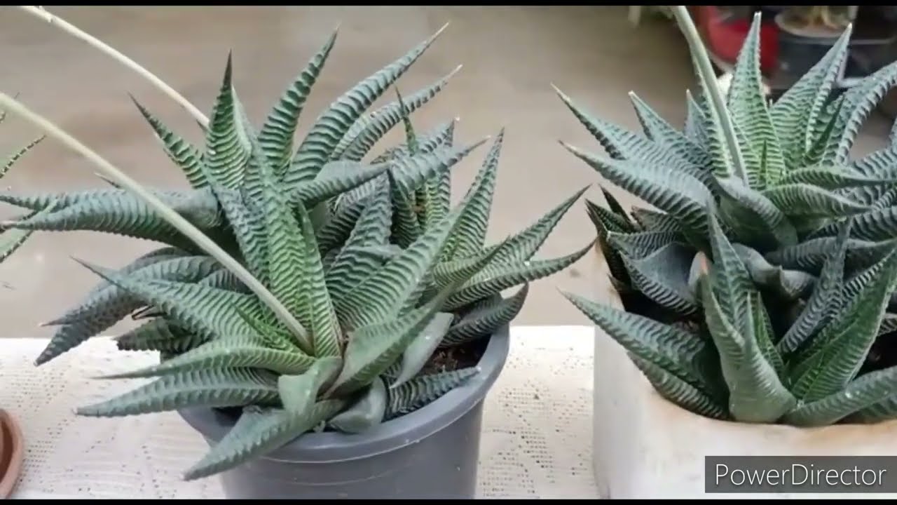 Haworthia toughest & easiest succulent to grow & propagate//Care