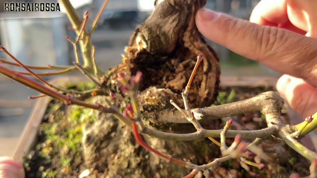 【YMJ】大穴持ち山もみじ #盆栽 #bonsai