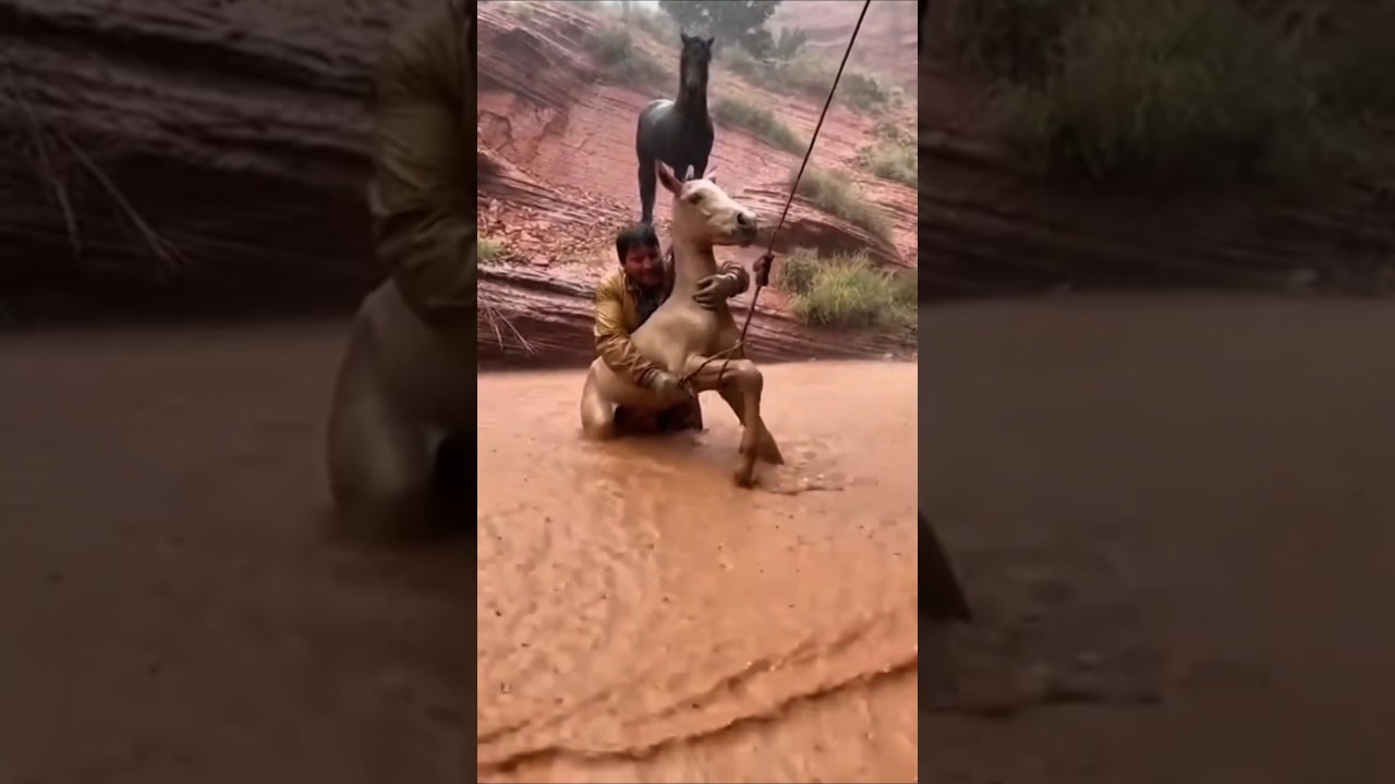 A man dove into a flash flood to save a wild foal&rsquo;s life.#horse #rescue