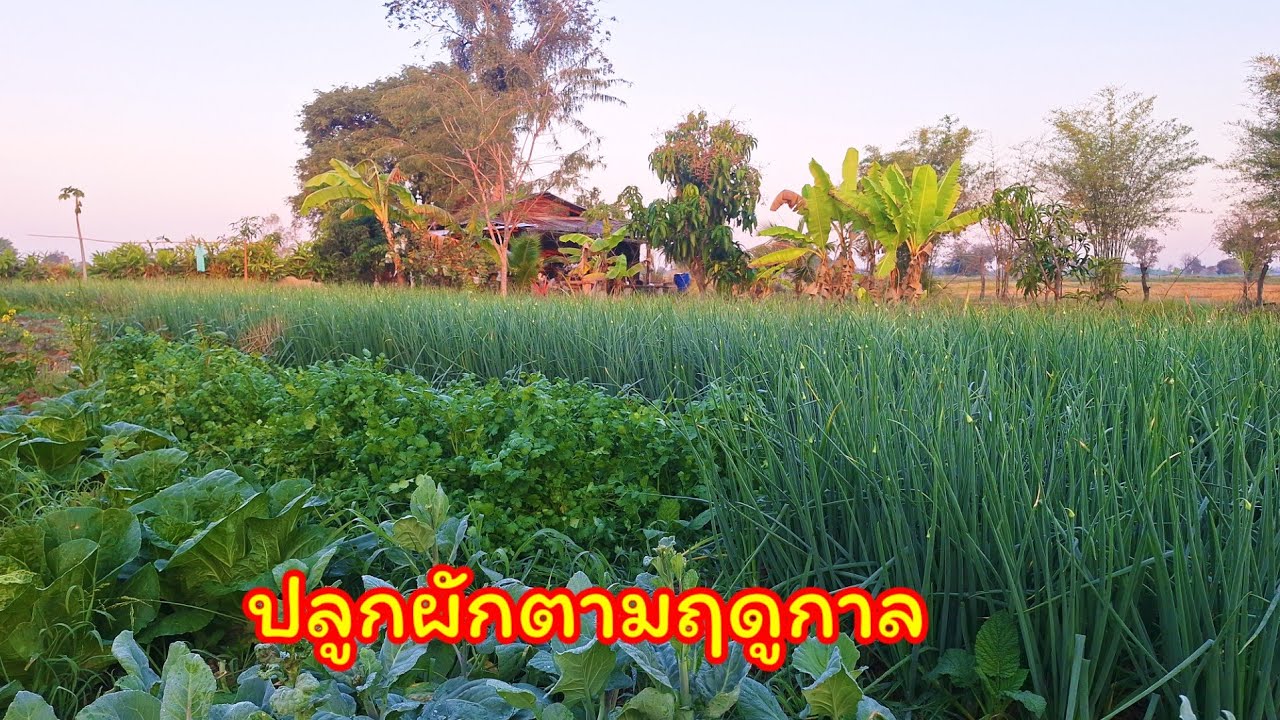 25 มกราคม 2569 ปลูกผักตามฤดูกาล ทำเกษตรในช่วงนี้ผักงามสุดๆ #เกษตรผสมผสาน 