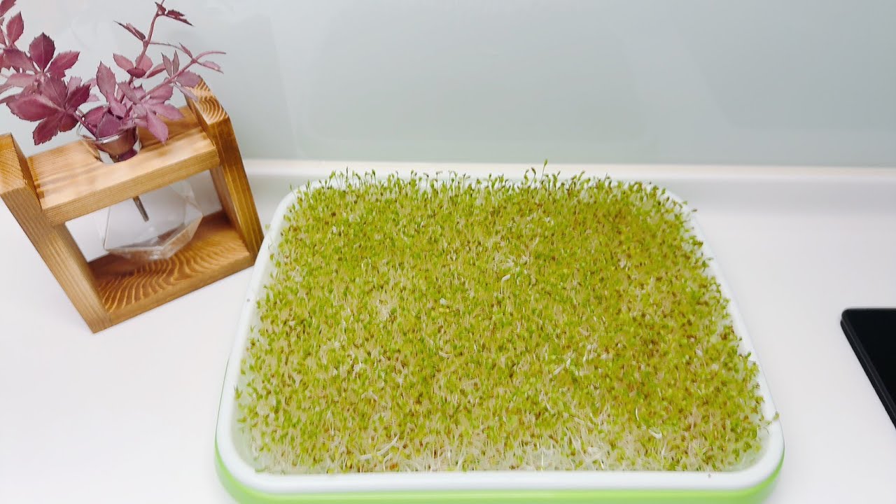 DIY苜蓿芽｜苜蓿芽種植教學｜零失敗水培法，7天輕鬆收成！