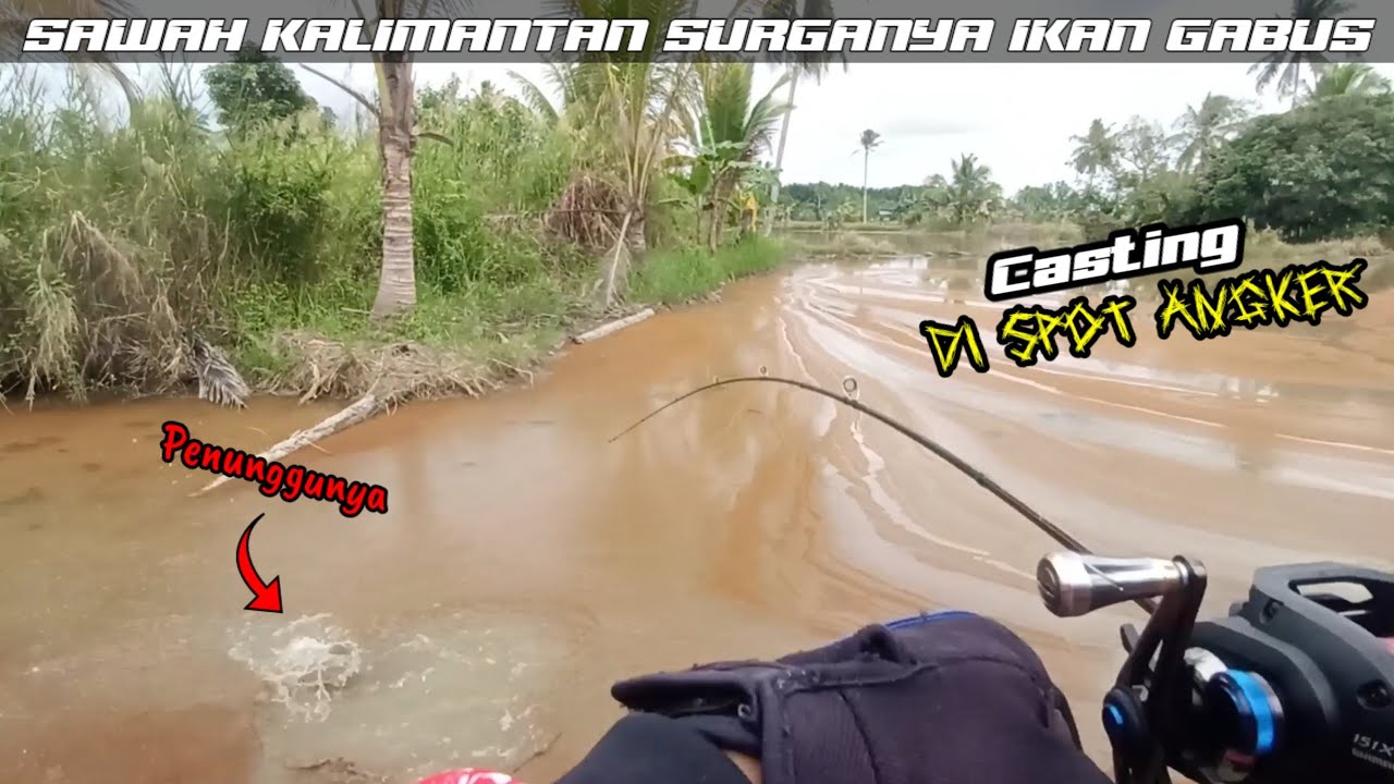 HABIS&sup2;AN DIKERJAIN IKAN GABUS Sawah / CASTING GABUS SAAT AIR kering / casting gabus di kalimantan