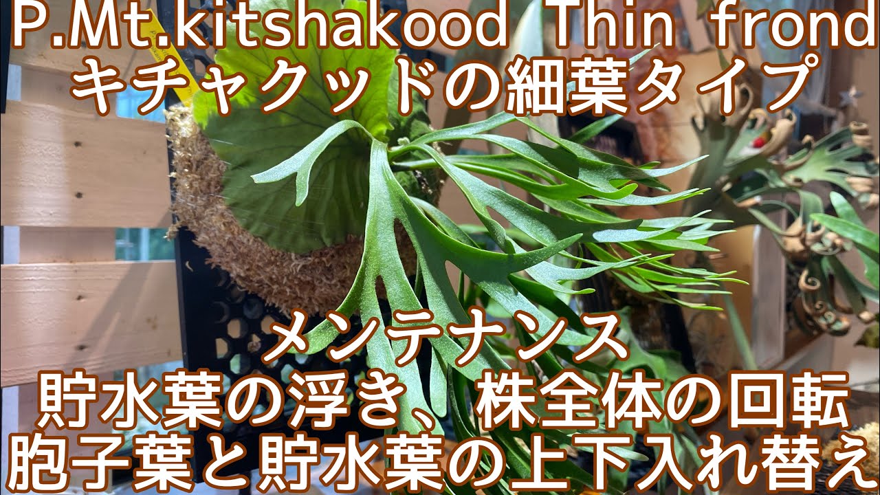 ビカクシダ　キチャクッド細葉タイプ　P.Mt.kitshakood Thin frondメンテナンス。板付けと育て方。